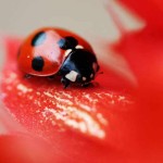 シリウス(sirius)サイトアフィリエイトの難易度一覧